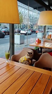 Cute cat spotted in one of Minsk's cafes