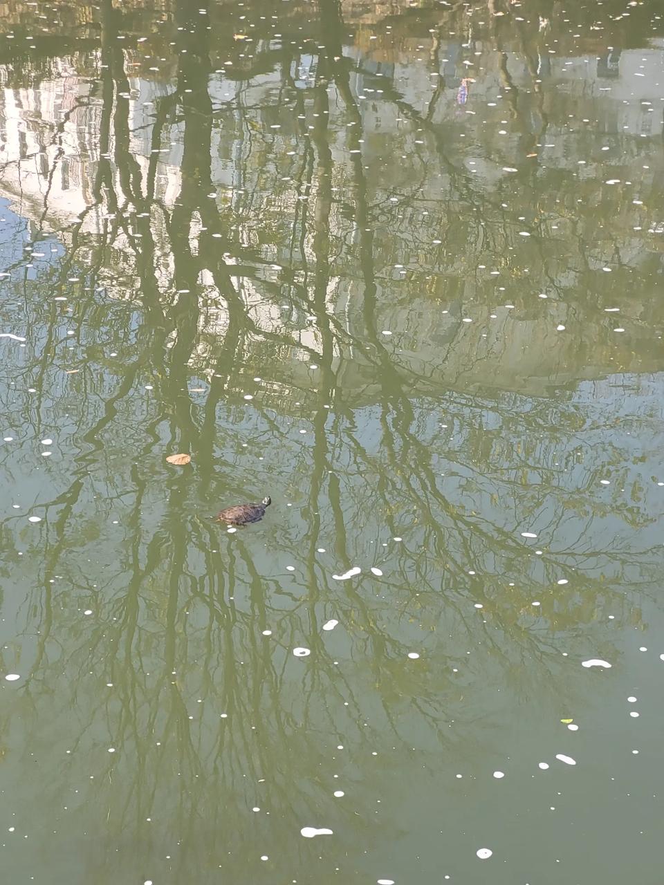 Turtle spotted in Svisloch