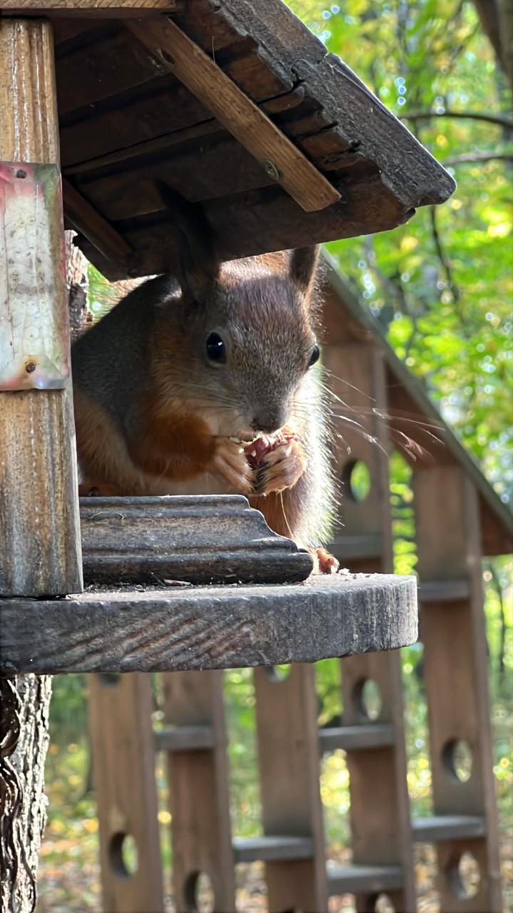 Squirrels in Minsk
