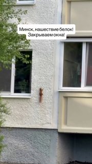 Squirrel spotted climbing apartment building in Minsk