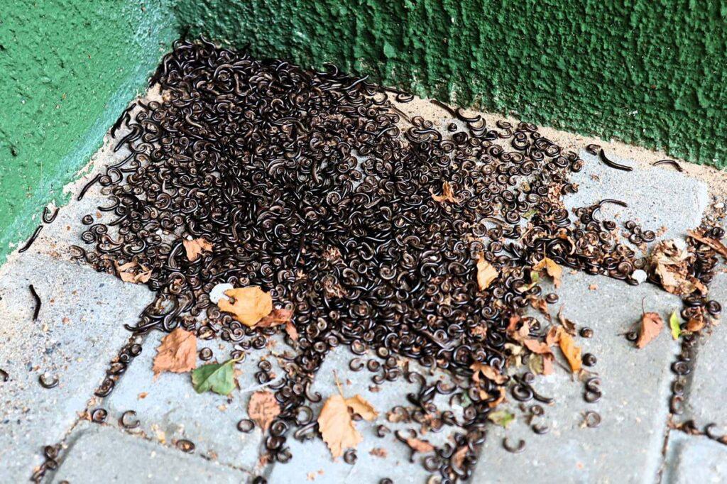 Residents of two buildings in Mолодечно complain of black centipede infestation