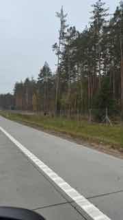 In Borisov District, a bold dog put intense pressure on a moose