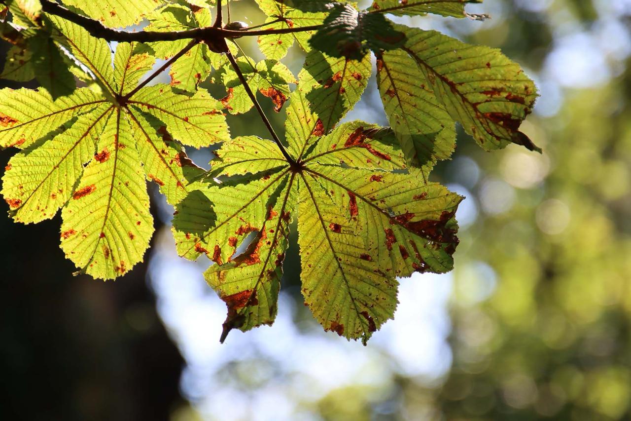 Chestnut trees in Minsk look unhealthy due to chestnut leaf-mining moth