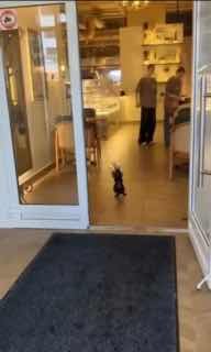 Minsk woman keeps rooster as pet and walks it around the city