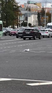 A moment of kindness: Minsk woman helps tired seagull cross the road