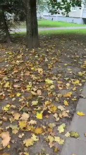 Morning encounter between a Minsk resident and a rat near house on Rafieva, 78