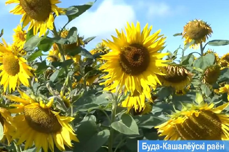 Sunflowers bloom in Belarus in October amid autumn field experiment