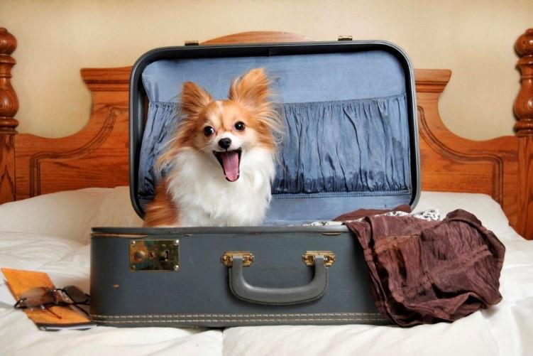Resting with pets in Belarusian sanatoriums is not officially prohibited