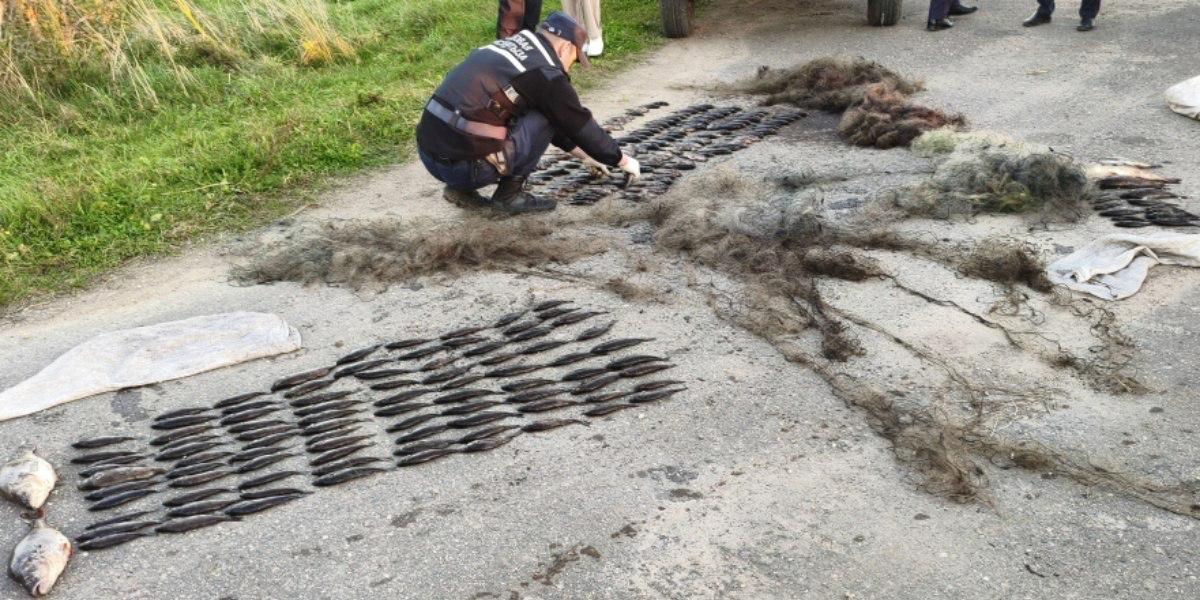 Belarusian caught 246 perch and lost boat, car, and catch