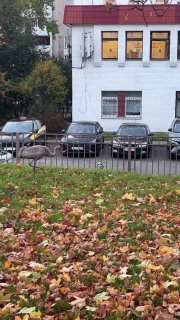 Grey crane from Red Book takes a walk near School No. 53