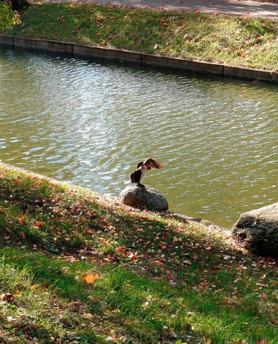 Cormorant with injured wing spotted in Zelyony Lug