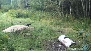 Rare black fox caught on camera trap in Logoysk forestry near Minsk