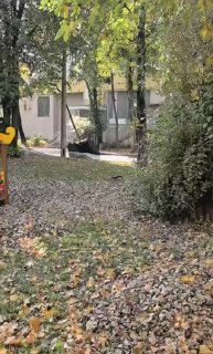 Crow in Leninsky District Declares War on Cars