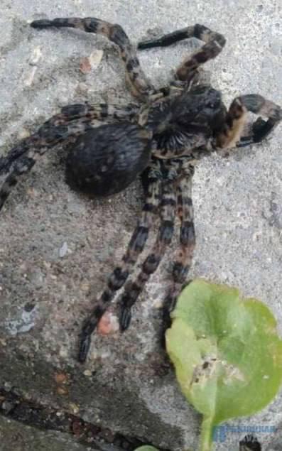 Giant tarantula spotted in Belarus