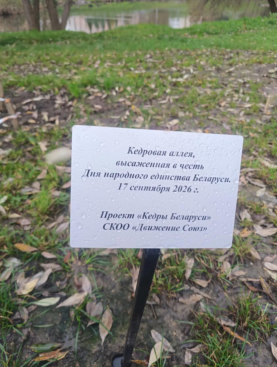 Cedar alley appears in Malinovka on Hiedrojca Street