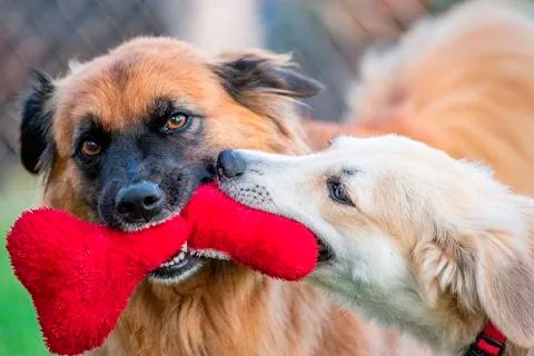 Belarus plans to increase dog tax starting from 2027
