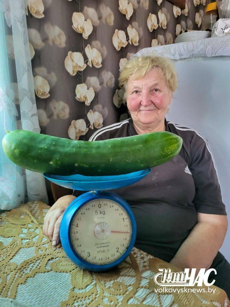 Retiree from Volkovyssky District Grows 1.4 kg Cucumber