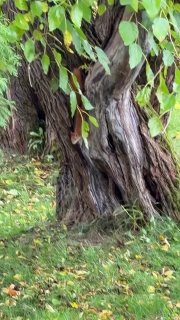 Want to see squirrels? Go to the Botanical Garden!