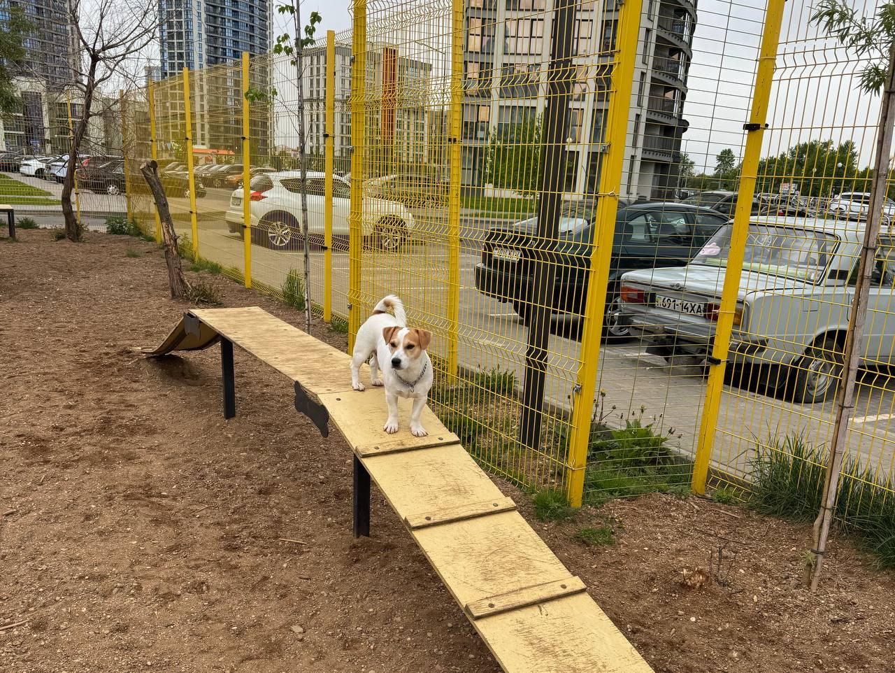 Where the dog tax revenue will be spent