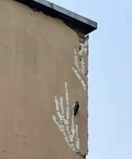 In Borisov, a woodpecker carries out its own facade renovation