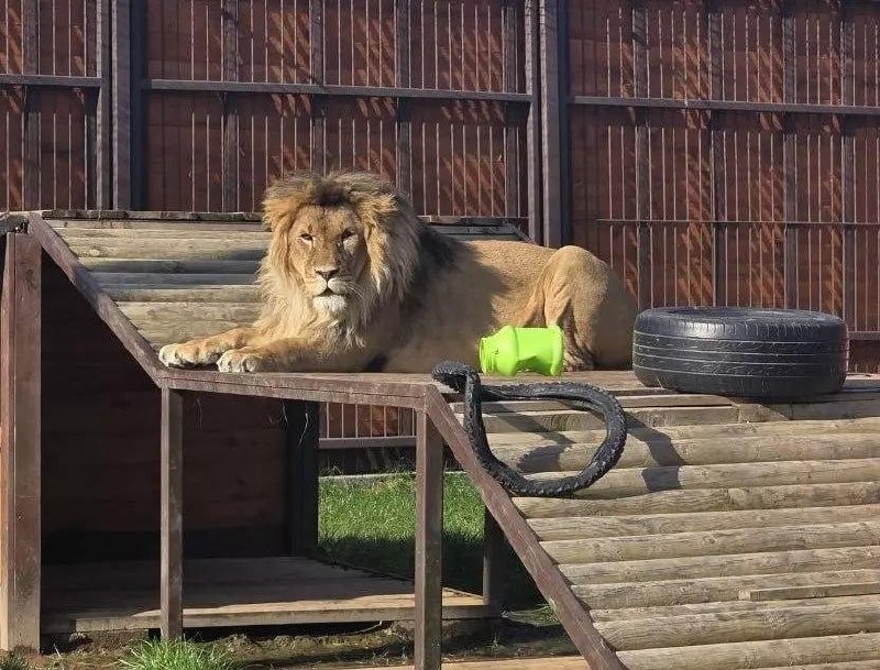 Minsk Zoo checks lions' winter readiness