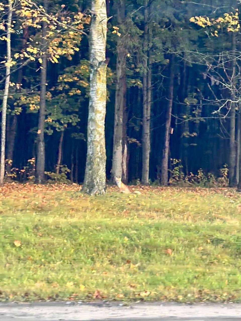 Fox spotted on the road to ExpoBel