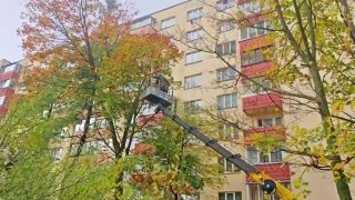 Frunzensky District continues caring for trees and shrubs