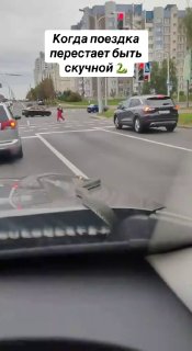 Змея прокатилась на капоте машины по Минску