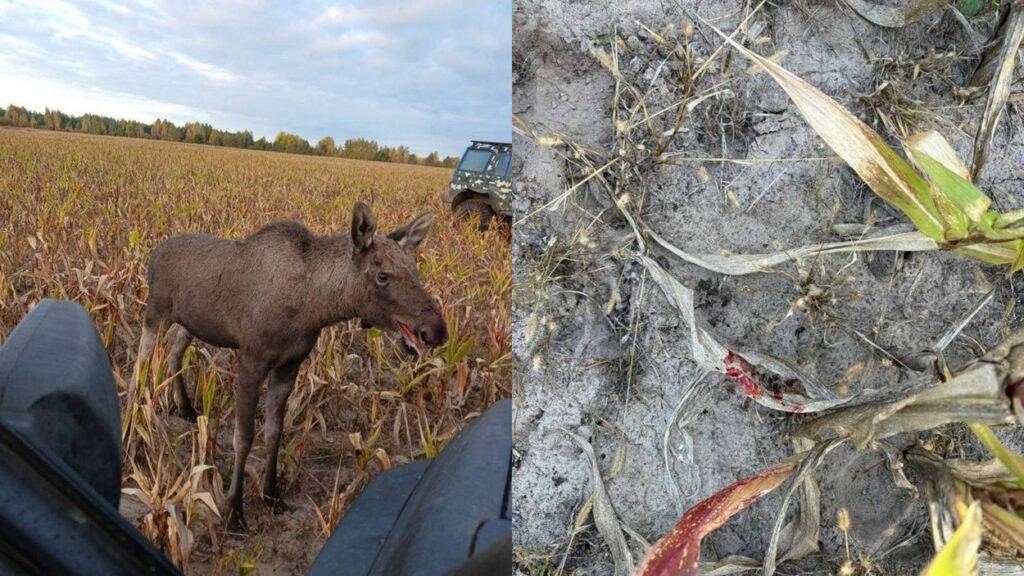 Poachers in Gomel Region chased moose calf in field