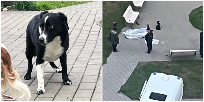 In Minsk-Mir, dog stayed by its dead owner after tragedy