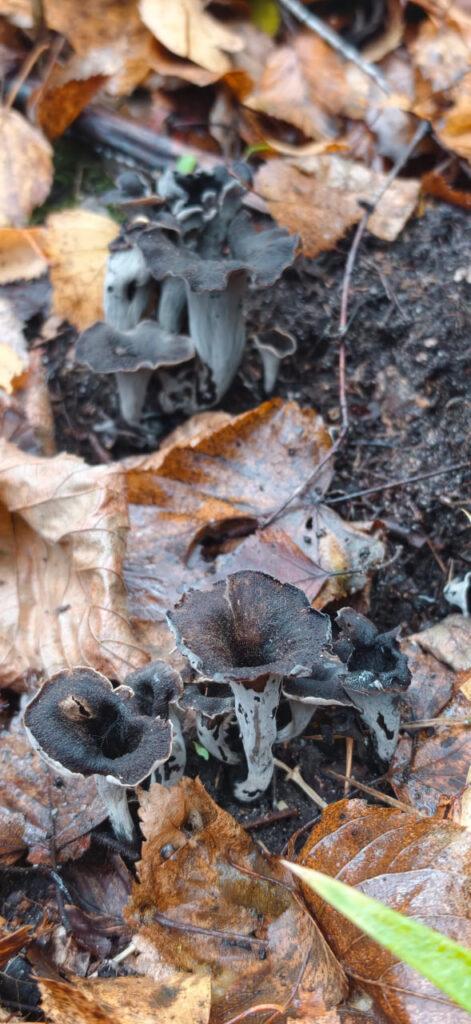 Rare black chanterelles from Belarus Red Book found in forests of Minsk district