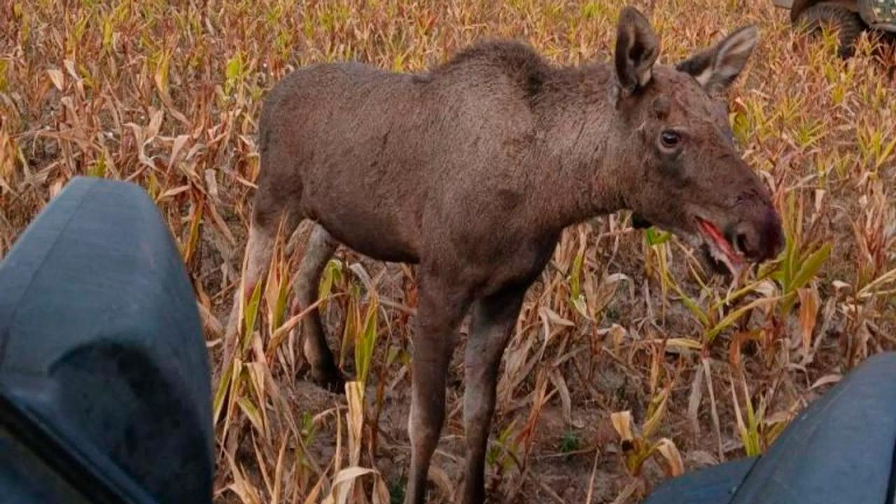 Injured moose calf released back into the wild after poaching incident