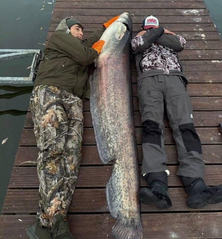 Belarusian catches human-sized catfish near Minsk