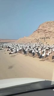 Belarusian storks successfully reach Egypt and send sunny greetings