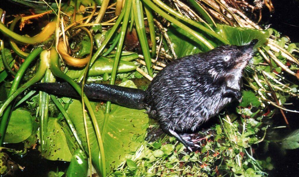 Belarus discovers signs of desman, a species thought extinct since the 1990s