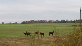 Large number of deer spotted in fields between Osipovichi and Maryina Gorka