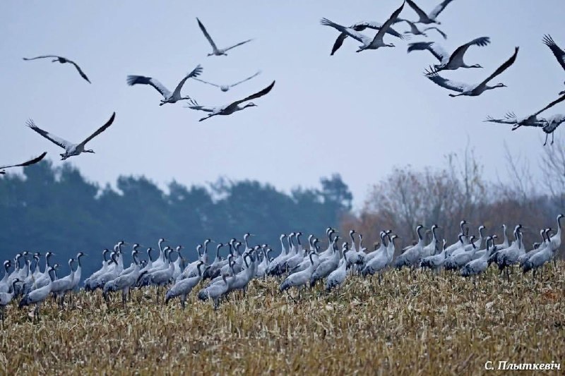 Cranes Delay Departure from Belarus by Nearly Two Weeks