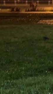 A hare was spotted in 'Minsk-Mir'