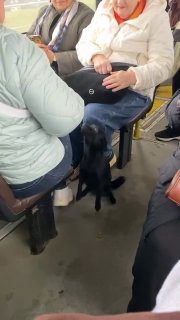 Un chaton voyage gratuitement en bus