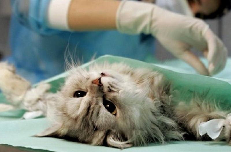 Minsk to hold 180 free pet sterilizations