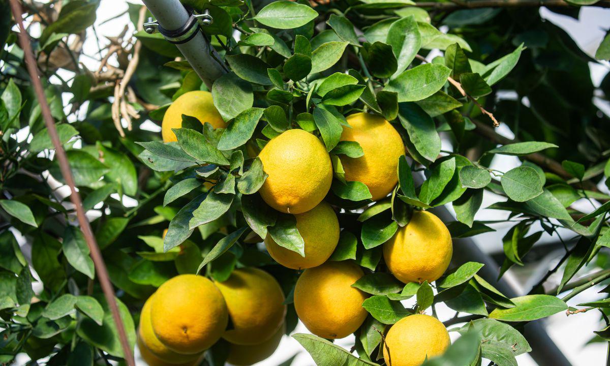 Citrus exhibition to be held in Minsk Botanical Garden