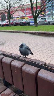A beautiful jackdaw spotted near Dana Mall