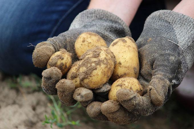 Belarusians Buy More Potatoes and Less Beer
