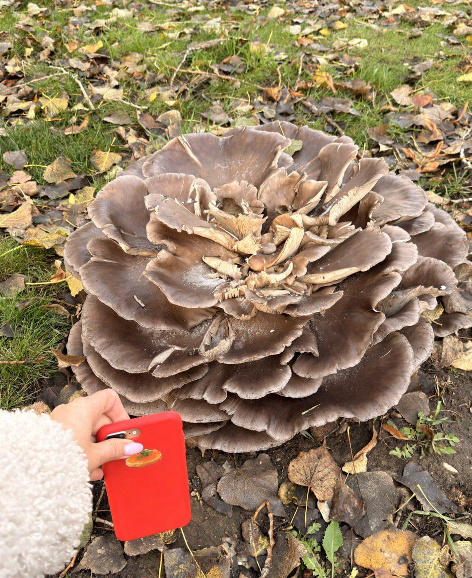 Un champignon géant découvert en plein centre-ville