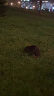 Famous Minsk beaver surprises residents again — spotted in city streets!