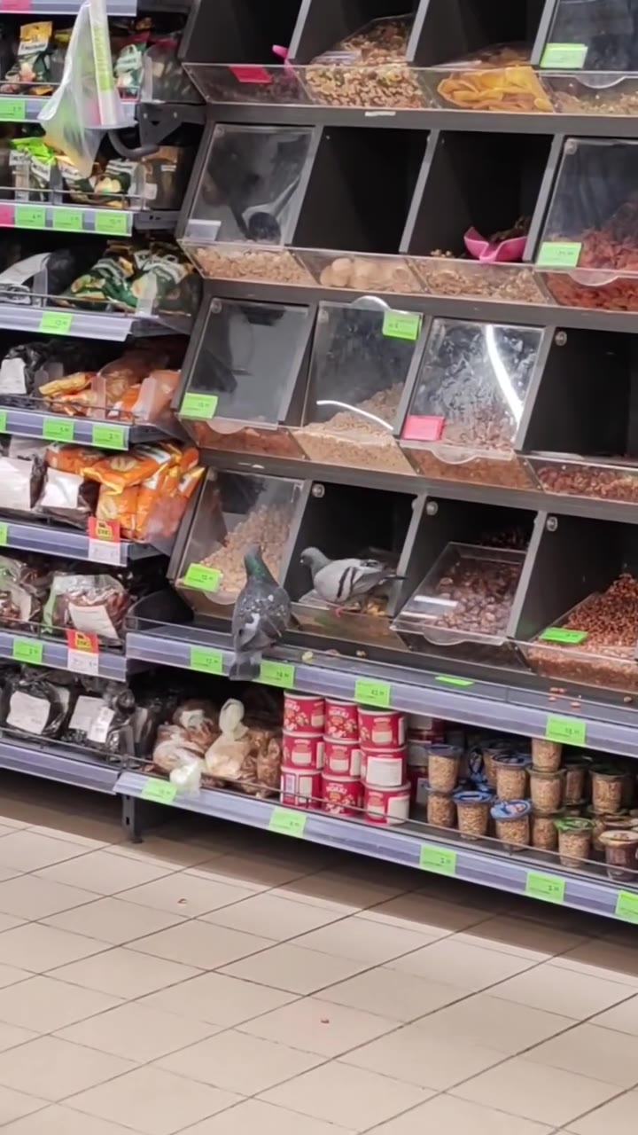 Pigeons pecked nuts from open trays in Borisov supermarket