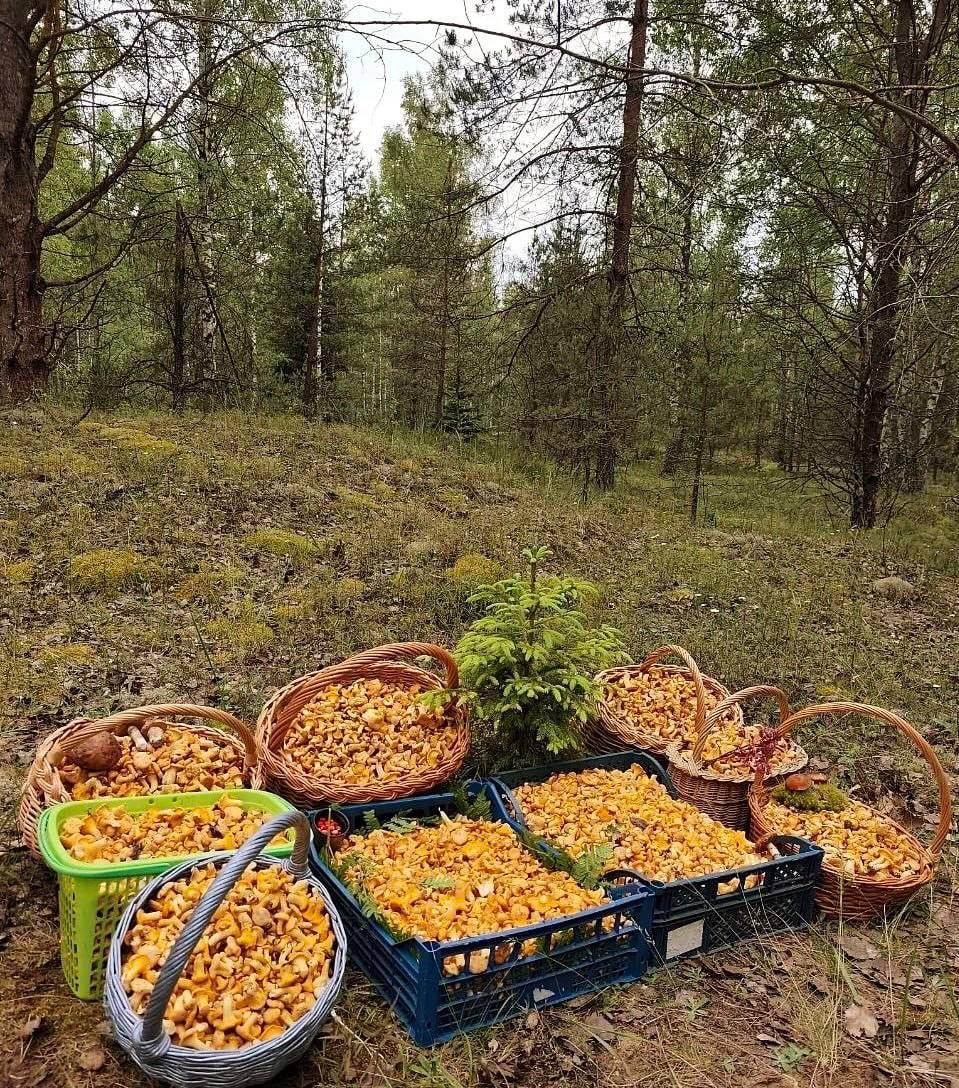 Mushroom season in full swing: baskets of chanterelles being collected near Minsk