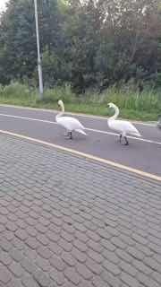 A family of swans walks along the Silveranka river