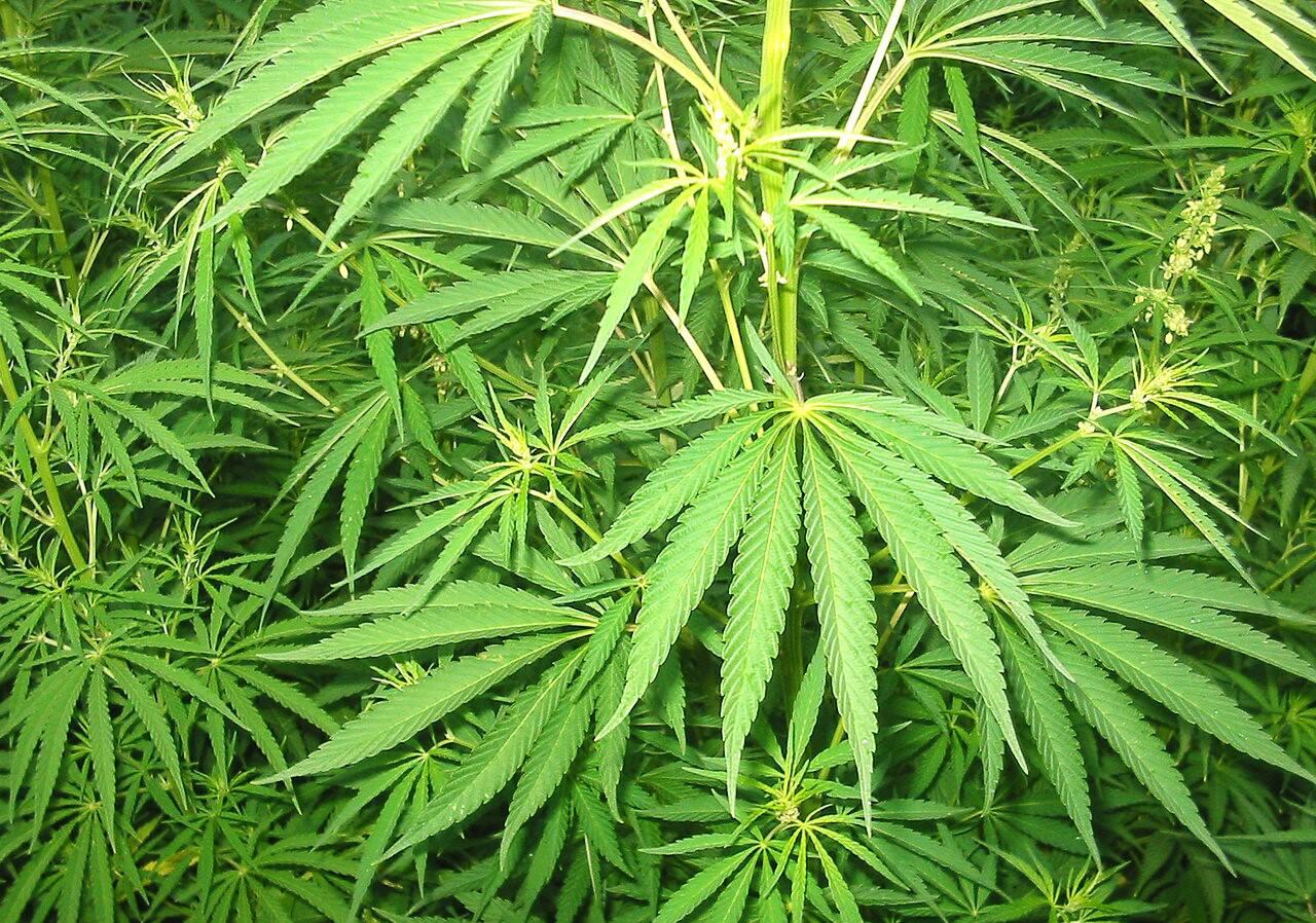 Minsk man grew three-meter cannabis plant from seeds in parrot food