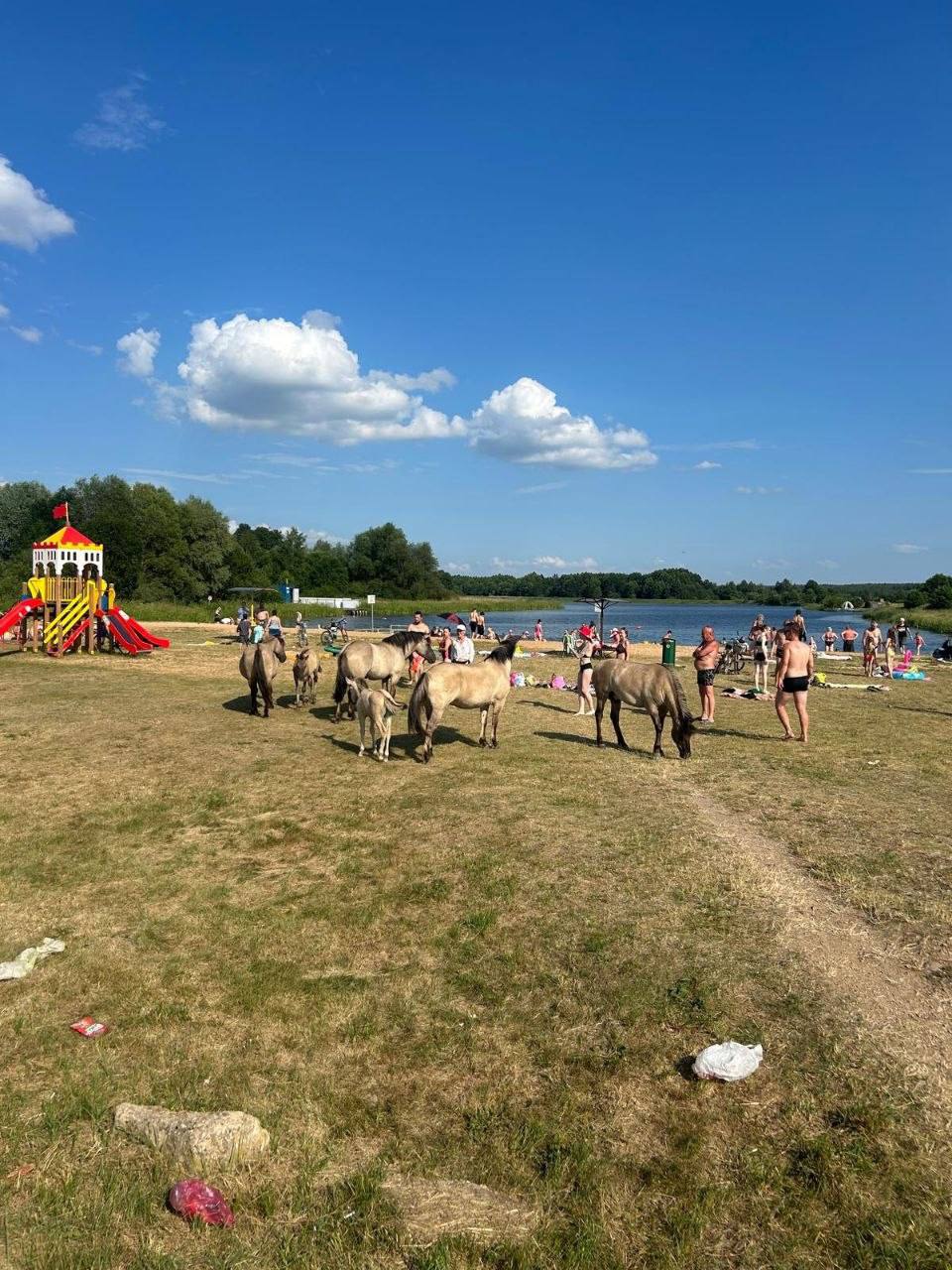 Laukiniai arkliai paplūdimyje Minsko srityje